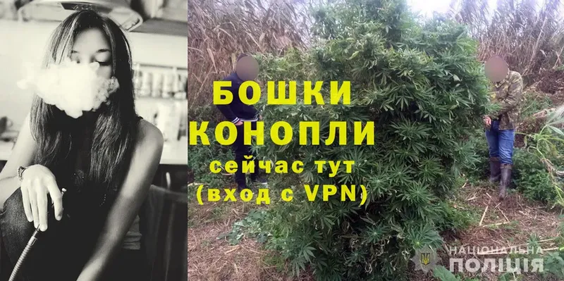 Конопля AK-47  Сольцы 